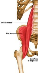 Figure 3. The Iliopsoas (iliacus and psoas muscles) Figure 3. The Iliopsoas (iliacus and psoas muscles)