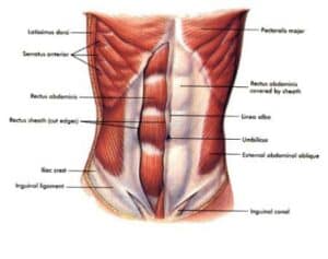 rectus2 Figure 1. A clear look at the rectus abdominus