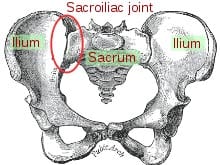 sacroiliac Figure 5 The Sacroiliac Joint