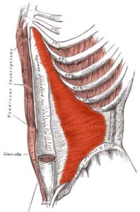 transversus Figure 2. The Transversus Abdominus